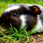 can guinea pigs eat outside grass